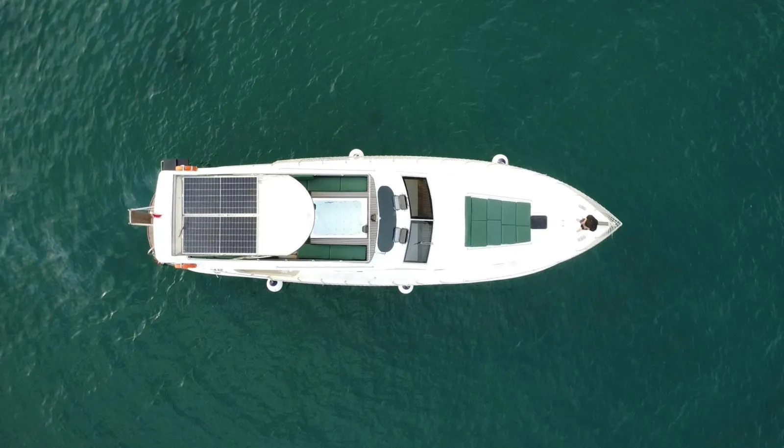 Free Lion - Gallery 12